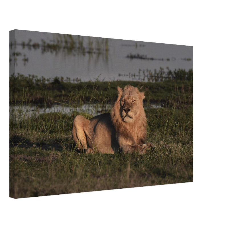 Mockup: Ein männlicher Löwe liegt im warmen Licht der tief stehenden Abendsonne im Chobe National Park. Sein Blick ist ruhig und wachsam, während er auf einer grasbewachsenen Uferfläche vor einem ruhigen Gewässer ruht.