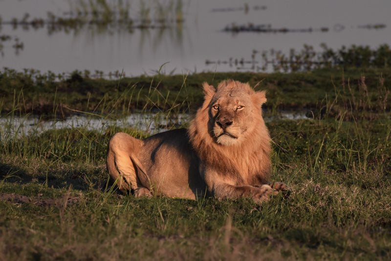 Ein männlicher Löwe liegt im warmen Licht der tief stehenden Abendsonne im Chobe National Park. Sein Blick ist ruhig und wachsam, während er auf einer grasbewachsenen Uferfläche vor einem ruhigen Gewässer ruht.