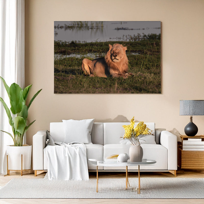 Wohnzimmer Mockup: Ein männlicher Löwe liegt im warmen Licht der tief stehenden Abendsonne im Chobe National Park. Sein Blick ist ruhig und wachsam, während er auf einer grasbewachsenen Uferfläche vor einem ruhigen Gewässer ruht.