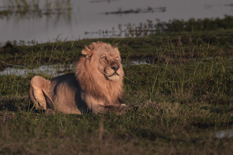 Ein männlicher Löwe sitzt im warmen Licht der Abendsonne im Chobe National Park. Er blickt aufmerksam in die Ferne, während er auf einer grasbewachsenen Uferfläche nahe eines Gewässers ruht