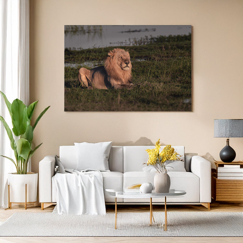 Wohnzimmer Mockup: Ein männlicher Löwe sitzt im warmen Licht der Abendsonne im Chobe National Park. Er blickt aufmerksam in die Ferne, während er auf einer grasbewachsenen Uferfläche nahe eines Gewässers ruht