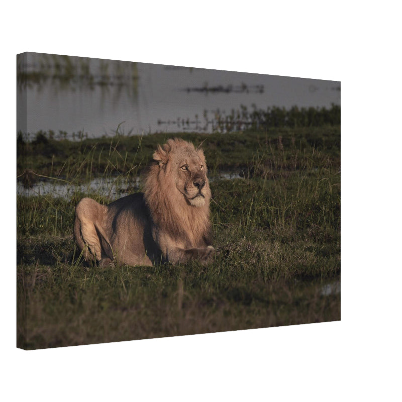 Mockup: Ein männlicher Löwe sitzt im warmen Licht der Abendsonne im Chobe National Park. Er blickt aufmerksam in die Ferne, während er auf einer grasbewachsenen Uferfläche nahe eines Gewässers ruht