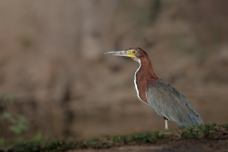 Marmorreiher steht am Gewässerrand, braun-graues Gefieder, weiches Bokeh.