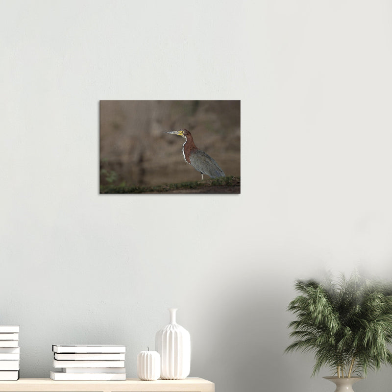 Mockup: Marmorreiher steht am Gewässerrand, braun-graues Gefieder, weiches Bokeh.