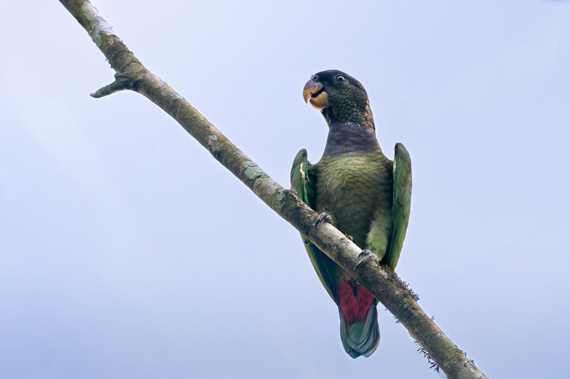 Maximilianpapagei auf einem schrägen Ast vor hellem Himmel, mit grünen Flügeln und rotem Schwanz, in natürlichem Licht.
