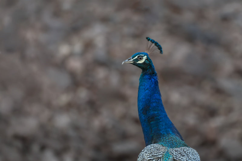 Indischer Pfau vor unscharfem, erdfarbenem Hintergrund; sichtbar sind blau schimmerndes Gefieder, Kopfprofil und aufgerichtete Federkrone.