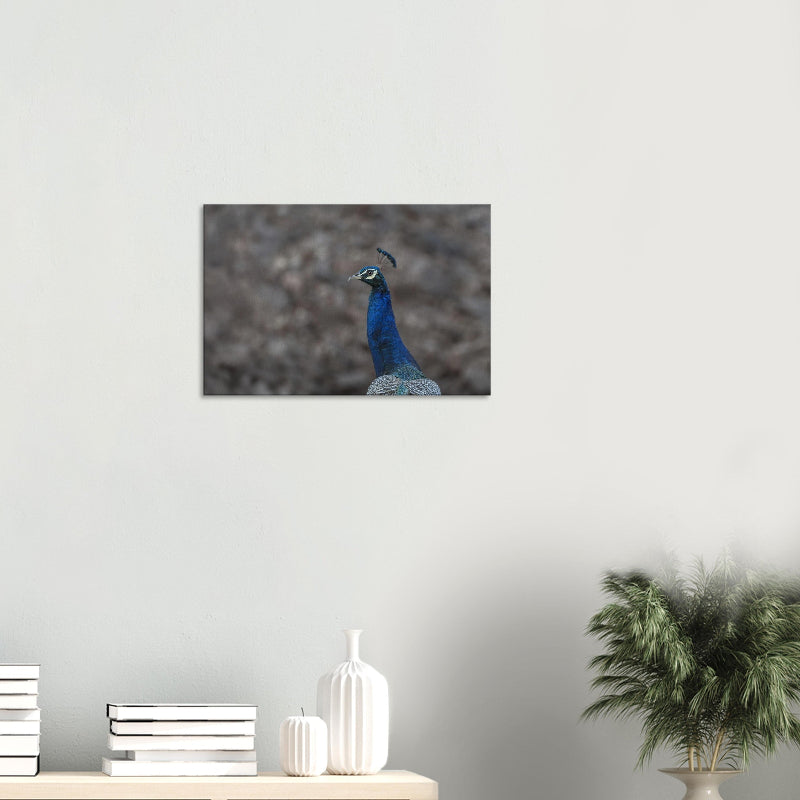 Mockup: Indischer Pfau vor unscharfem, erdfarbenem Hintergrund; sichtbar sind blau schimmerndes Gefieder, Kopfprofil und aufgerichtete Federkrone.