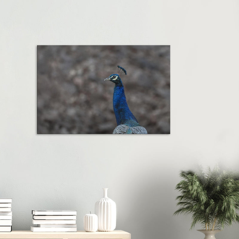 Mockup: Indischer Pfau vor unscharfem, erdfarbenem Hintergrund; sichtbar sind blau schimmerndes Gefieder, Kopfprofil und aufgerichtete Federkrone.