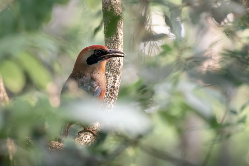 Ein Rotkopfmotmot sitzt auf einem Ast im dichten Wald von Foz do Iguaçu, sein farbenprächtiger Kopf und das grüne Gefieder stechen klar hervor.