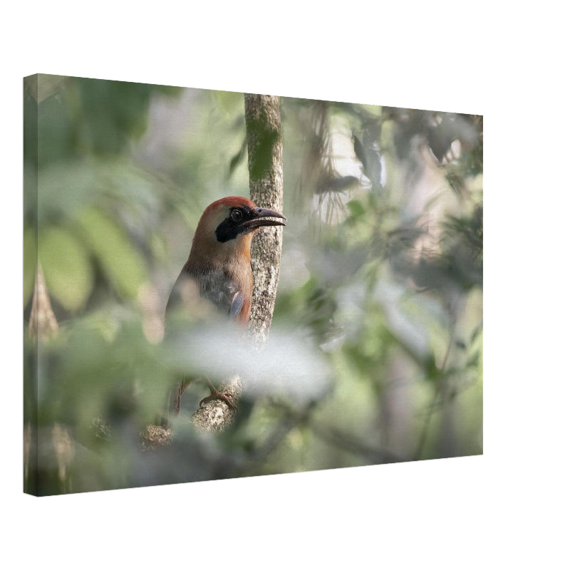 Mockup Leinwand Ein Rotkopfmotmot sitzt auf einem Ast im dichten Wald von Foz do Iguaçu, sein farbenprächtiger Kopf und das grüne Gefieder stechen klar hervor.