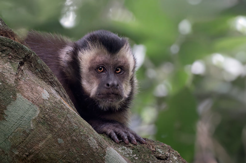 Ein Schwarzer Kapuzineraffe schaut neugierig zwischen Ästen hervor, das Gesicht im Fokus, umgeben von dunklem und hellem Blattwerk in Foz do Iguaçu.