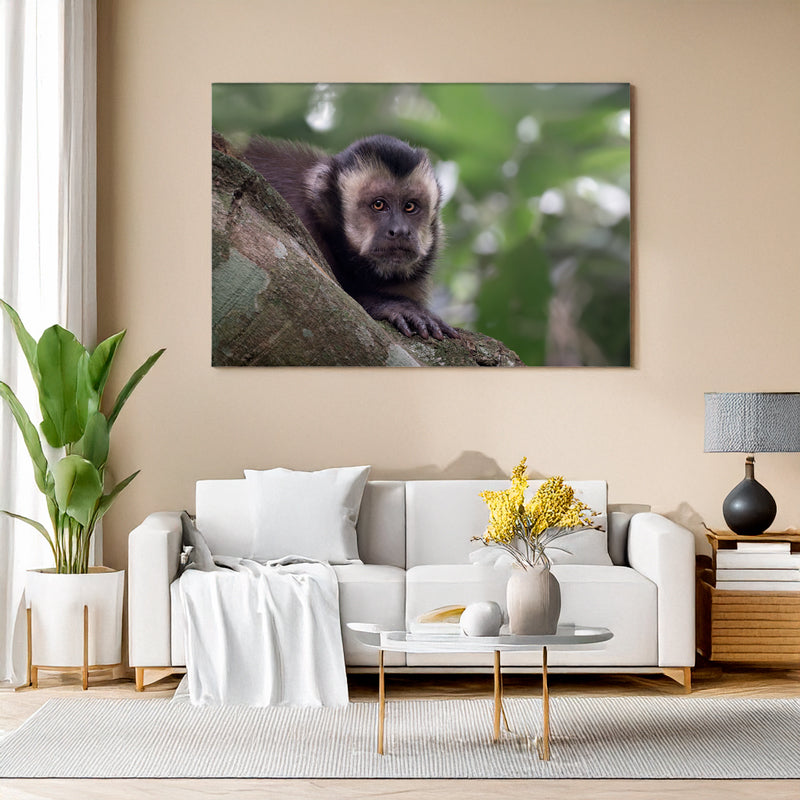 Ein Schwarzer Kapuzineraffe schaut neugierig zwischen Ästen hervor, das Gesicht im Fokus, umgeben von dunklem und hellem Blattwerk in Foz do Iguaçu.