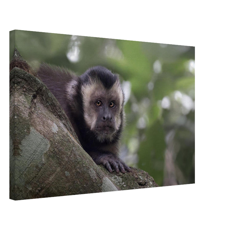 Ein Schwarzer Kapuzineraffe schaut neugierig zwischen Ästen hervor, das Gesicht im Fokus, umgeben von dunklem und hellem Blattwerk in Foz do Iguaçu.