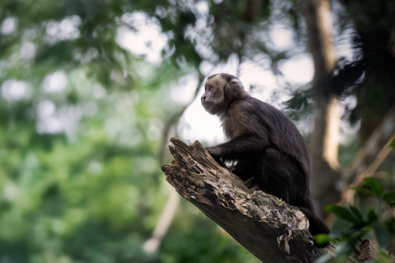 Ein Schwarzer Kapuzineraffe sitzt ruhig auf einem Ast und blickt in die Ferne, umgeben von hellem Grün des Waldes von Foz do Iguaçu.