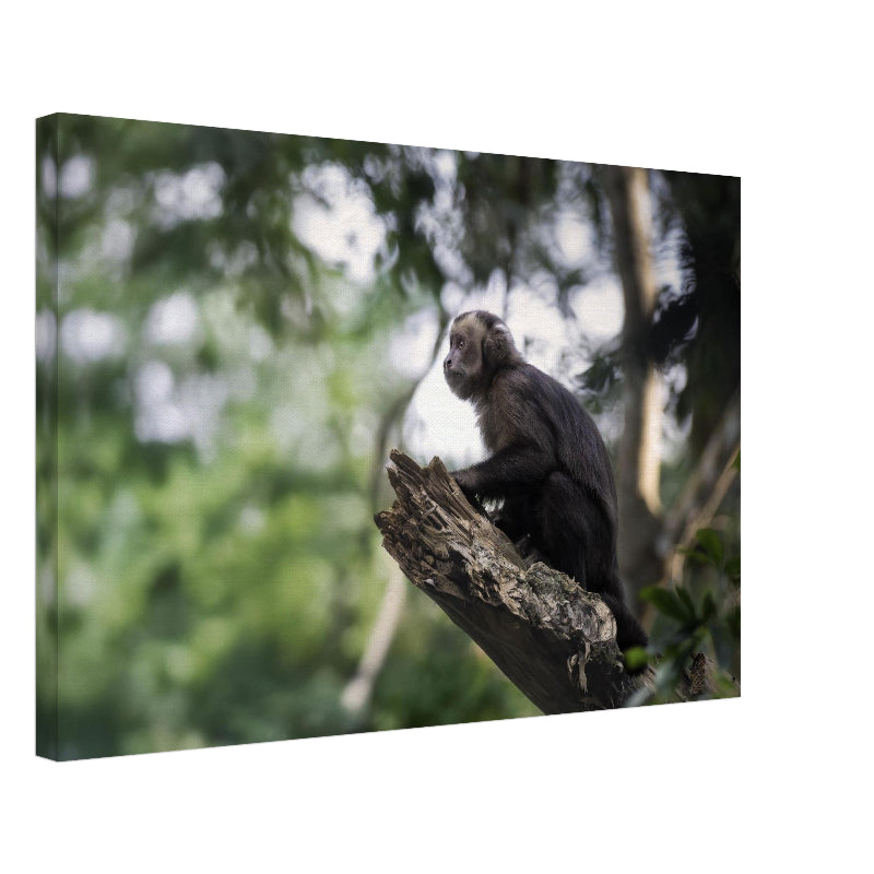 Leinwand Mockup: Ein Schwarzer Kapuzineraffe sitzt ruhig auf einem Ast und blickt in die Ferne, umgeben von hellem Grün des Waldes von Foz do Iguaçu.