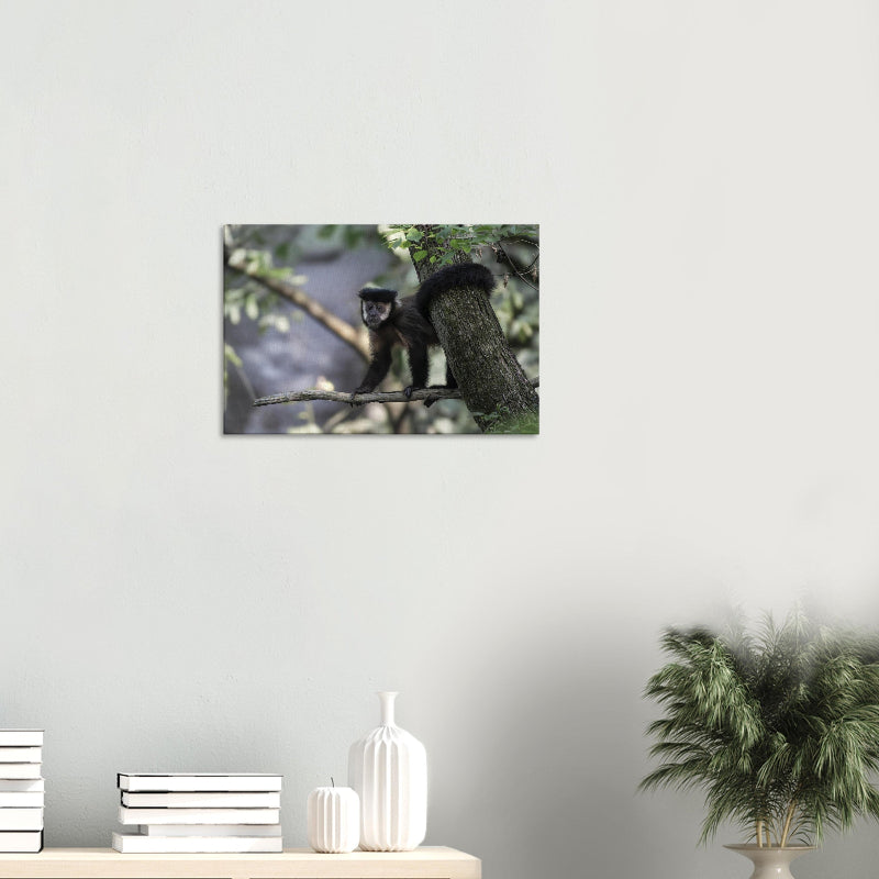 Mockup: Schwarzer Kapuzineraffe auf einem Ast vor grünem Waldhintergrund, mit aufgerichtetem Haarschopf, dunklem Fell und beobachtendem Blick.