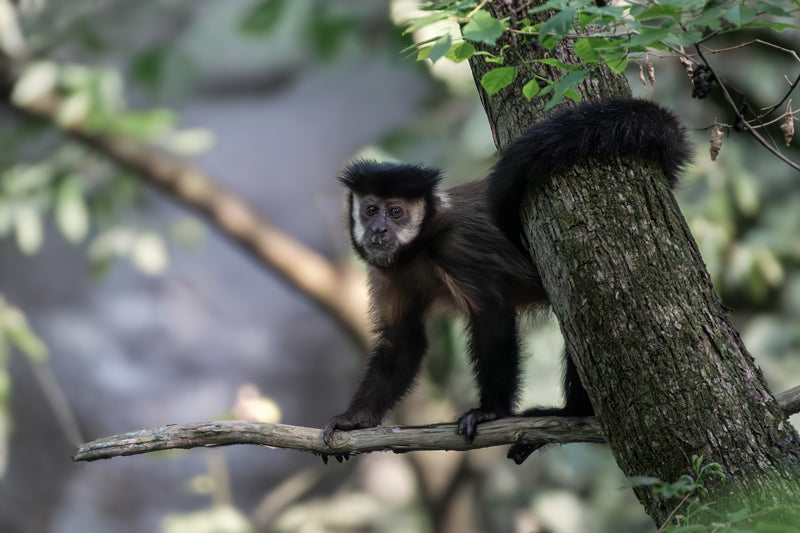 Ein Schwarzer Kapuzineraffe sitzt auf einem Ast und blickt neugierig in die Kamera, umgeben von hellem Blattwerk im Wald von Foz do Iguaçu.