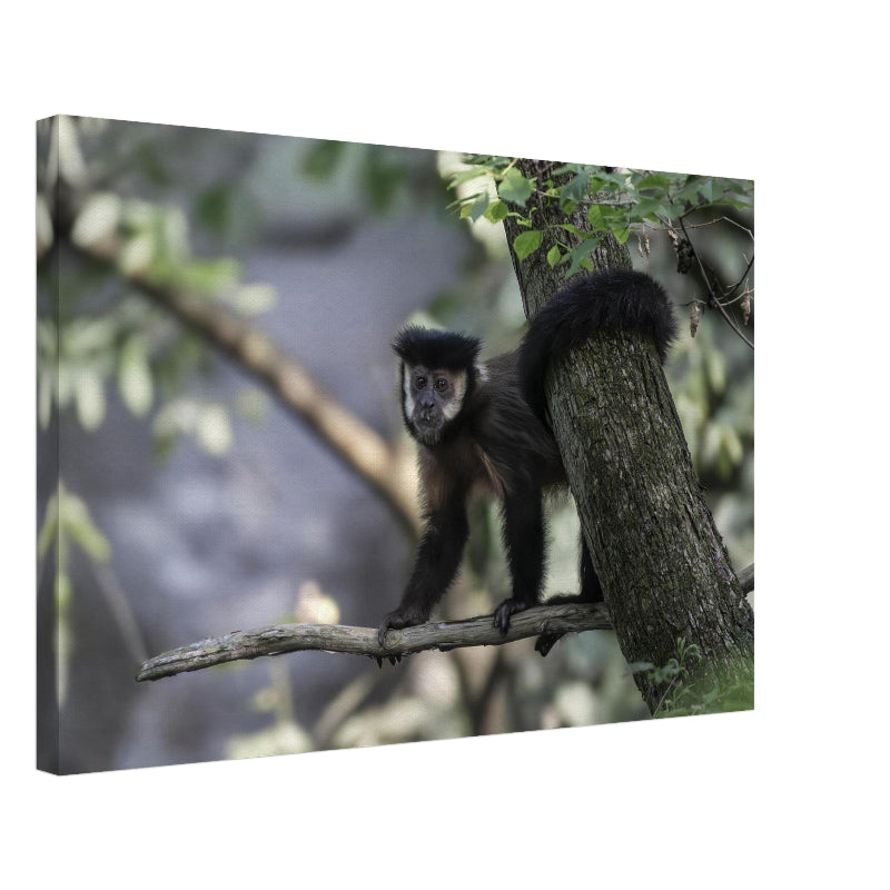 Mockup Leinwand Ein Schwarzer Kapuzineraffe sitzt auf einem Ast und blickt neugierig in die Kamera, umgeben von hellem Blattwerk im Wald von Foz do Iguaçu.