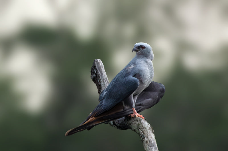 Ein Schwebebussard sitzt auf einem Ast gegen einen weichen, grauen Hintergrund, seine kräftigen Krallen und das ruhige Gefieder sind klar sichtbar.