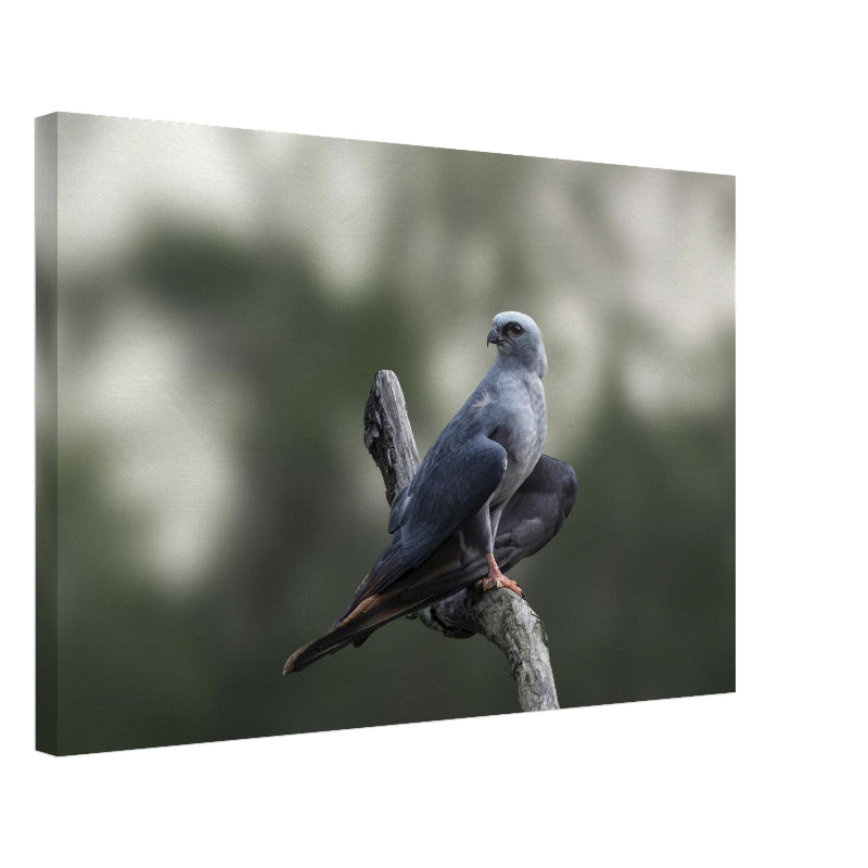 Leinwand Mockup Ein Schwebebussard sitzt auf einem Ast gegen einen weichen, grauen Hintergrund, seine kräftigen Krallen und das ruhige Gefieder sind klar sichtbar.