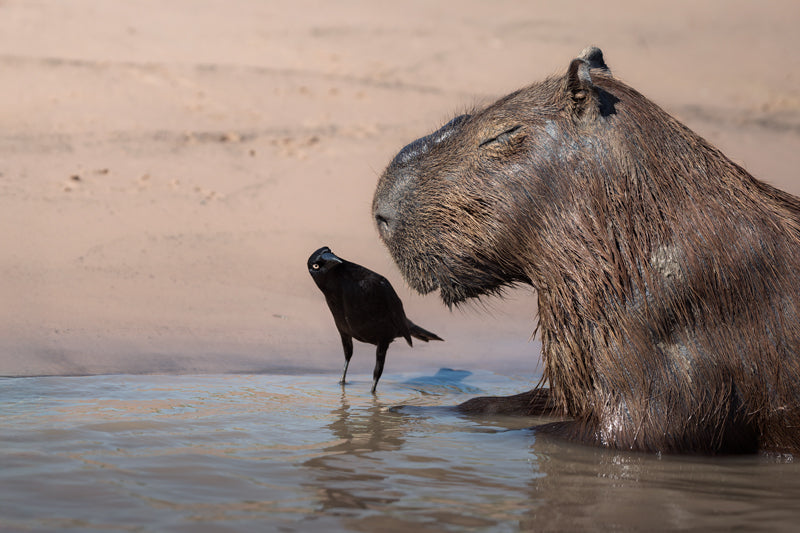 Wasserschwein sitzt im flachen Wasser am Sandufer, daneben steht ein schwarzer Vogel, warme Lichtstimmung.