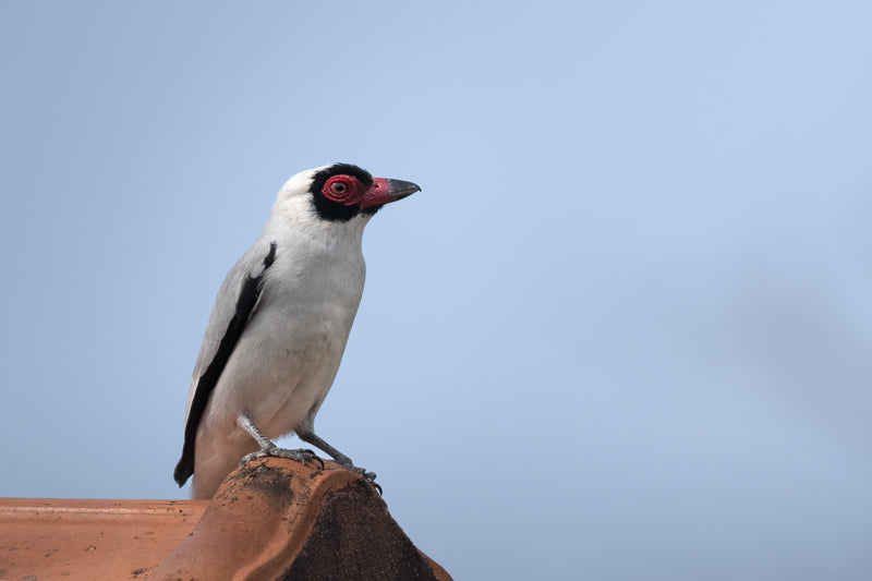 Weißnackenbekarde auf Terrakotta-Struktur vor blauem Himmel, mit weiß-schwarzem Gefieder und rotem Augenring.