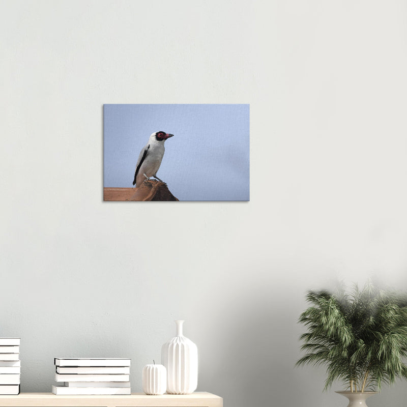 Mockup: Weißnackenbekarde auf Terrakotta-Struktur vor blauem Himmel, mit weiß-schwarzem Gefieder und rotem Augenring.